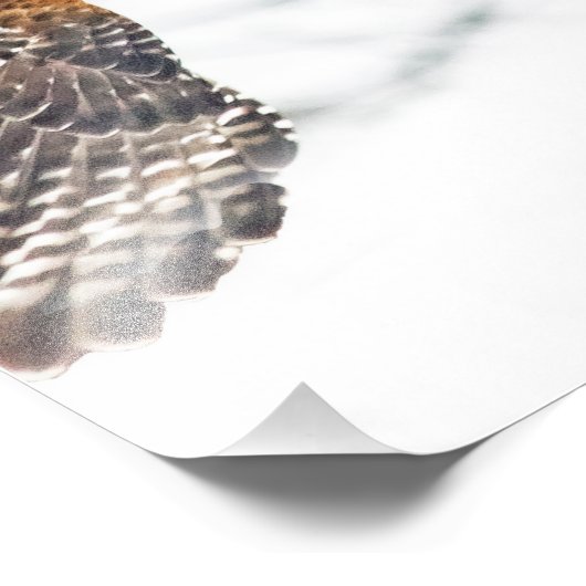 Hawk in vlucht foto afdruk (Hoek)