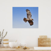 Hawk in vlucht poster (Keuken)