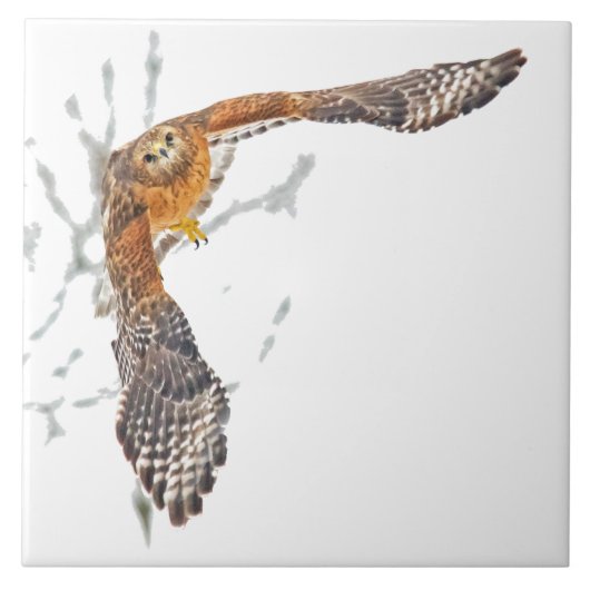 Hawk in vlucht tegeltje (Voorkant)