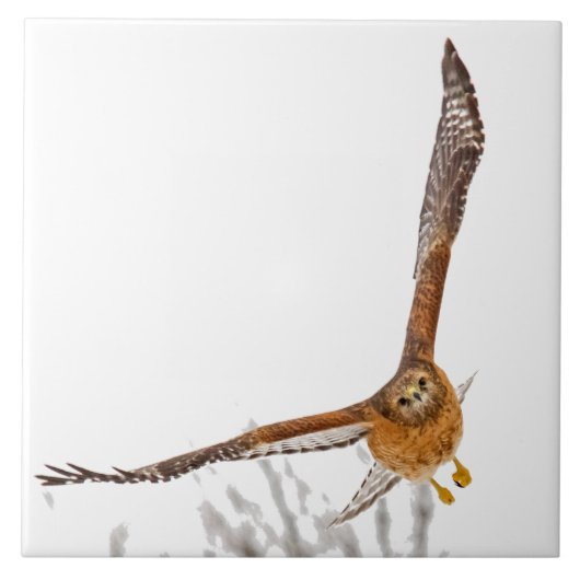 Hawk in vlucht tegeltje (Voorkant)