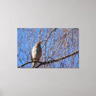 Hawk in Weeping Cherry Tree Canvas Afdruk