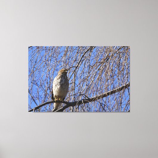Hawk in Weeping Cherry Tree Canvas Afdruk (Voorkant)