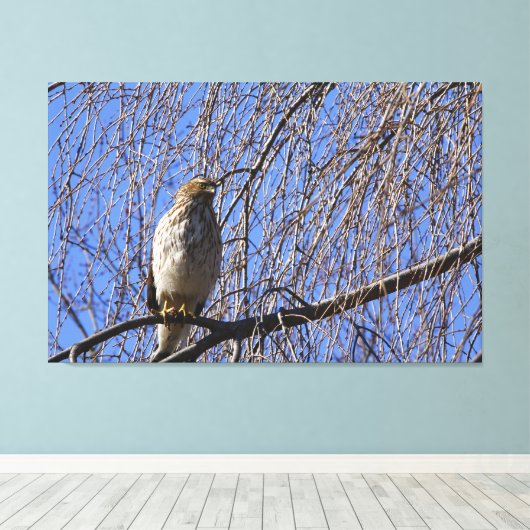 Hawk in Weeping Cherry Tree Canvas Afdruk (Insitu (Houten vloer))