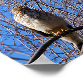 Hawk in Weeping Cherry Tree Poster (Hoek)