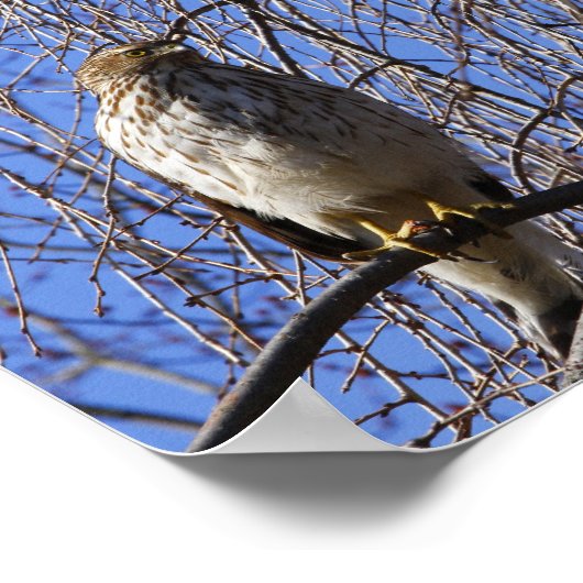 Hawk in Weeping Cherry Tree Poster (Hoek)