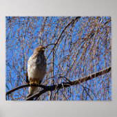 Hawk in Weeping Cherry Tree Poster (Voorkant)