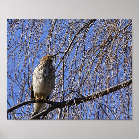 Hawk in Weeping Cherry Tree Poster (Voorkant)