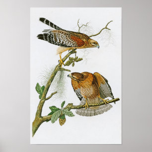 Hawk John Audubon Birds uit Amerika met rode schou Poster