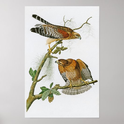 Hawk John Audubon Birds uit Amerika met rode schou Poster (Voorkant)
