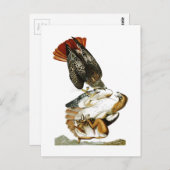Hawk John James Audubon Birds America met een rode Briefkaart (Voorkant / Achterkant)