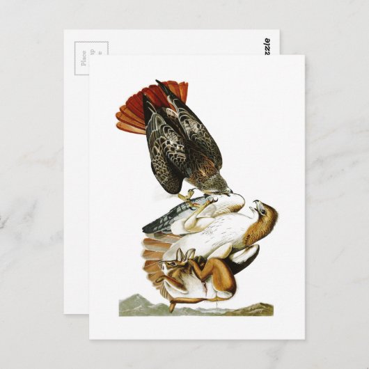 Hawk John James Audubon Birds America met een rode Briefkaart (Voorkant / Achterkant)