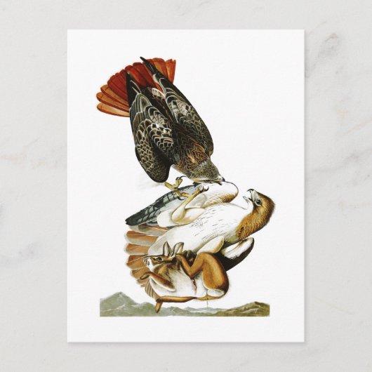Hawk John James Audubon Birds America met een rode Briefkaart (Voorkant)