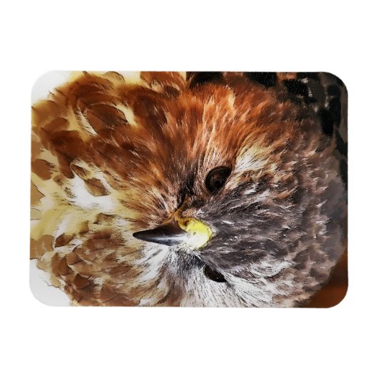 HAWK MAGNEET (Horizontaal)