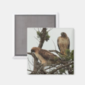 Hawk magneet 3 (Voorkant / Achterkant)