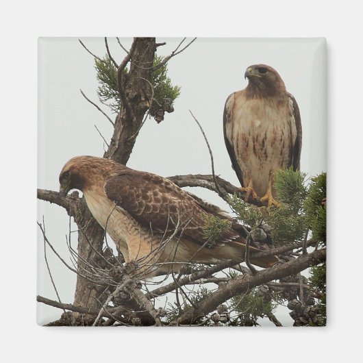 Hawk magneet 3 (Voorkant)