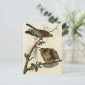 Hawk met rode schouders - Amerikaanse vogels van A Briefkaart (Staand voorkant)