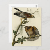 Hawk met rode schouders - Amerikaanse vogels van A Briefkaart (Voorkant / Achterkant)
