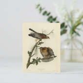 Hawk met rode schouders - Amerikaanse vogels van A Briefkaart (Staand voorkant)