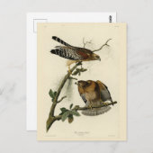Hawk met rode schouders - Amerikaanse vogels van A Briefkaart (Voorkant / Achterkant)