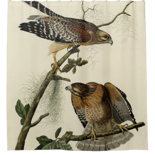 Hawk met rode schouders - Amerikaanse vogels van A Douchegordijn (Voorkant)