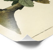 Hawk met rode schouders - Amerikaanse vogels van A Foto Afdruk (Hoek)