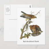 Hawk met rode schouders, John Audubon Briefkaart (Voorkant / Achterkant)