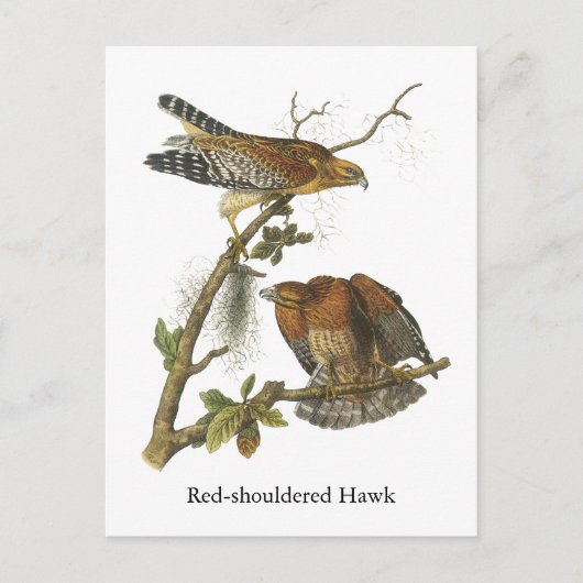 Hawk met rode schouders, John Audubon Briefkaart (Voorkant)