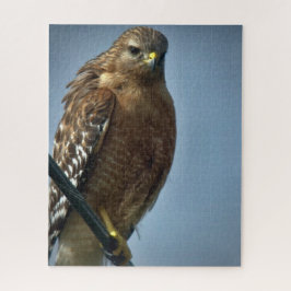 Hawk met rode schouders legpuzzel