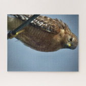 Hawk met rode schouders legpuzzel (Horizontaal)
