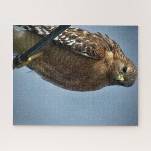 Hawk met rode schouders legpuzzel (Horizontaal)