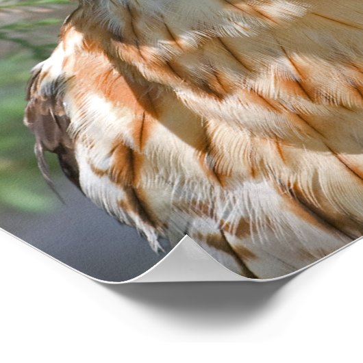 Hawk met rode schouders poster (Hoek)