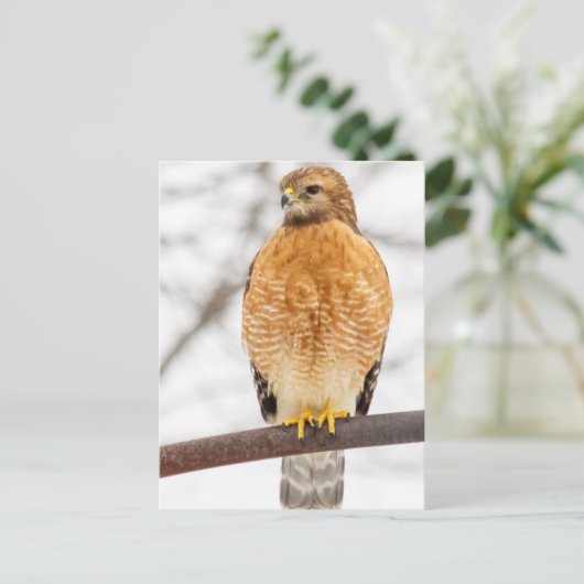 Hawk met roodschouderklopjes briefkaart (Staand voorkant)
