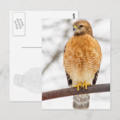 Hawk met roodschouderklopjes briefkaart (Voorkant / Achterkant)