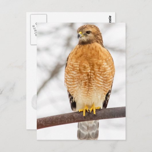 Hawk met roodschouderklopjes briefkaart (Voorkant / Achterkant)