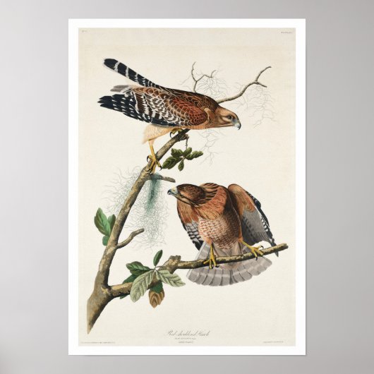Hawk met roodschouders door Poster van Audubon (Voorkant)