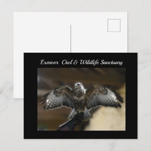 Hawk met Wings Out Exmoe Wildlife Sanctuary Feestdagenkaart (Voorkant / Achterkant)