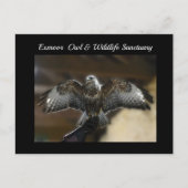 Hawk met Wings Out Exmoe Wildlife Sanctuary Feestdagenkaart (Voorkant)