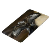 Hawk met Wings uit Exmole Owl & Wildlife Sanctuary Magneet (Linkerzijde)