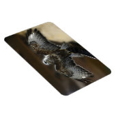 Hawk met Wings uit Exmole Owl & Wildlife Sanctuary Magneet (Rechterzijde)