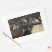 Hawk met Wings uit Exmole Owl & Wildlife Sanctuary Rechthoekige Sticker (Envelop)