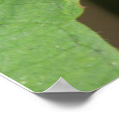 Hawk Moth Poster (Hoek)