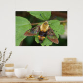 Hawk Moth Poster (Keuken)