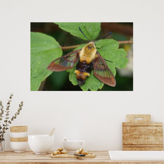 Hawk Moth Poster (Keuken)