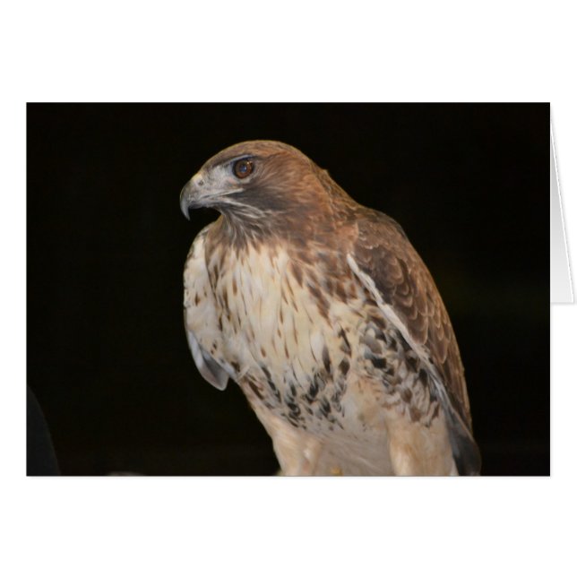 Hawk Notecard (Voorkant Horizontaal)