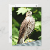Hawk op het Briefkaart van de Roof (Voorkant / Achterkant)