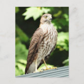 Hawk op het Briefkaart van de Roof (Voorkant)