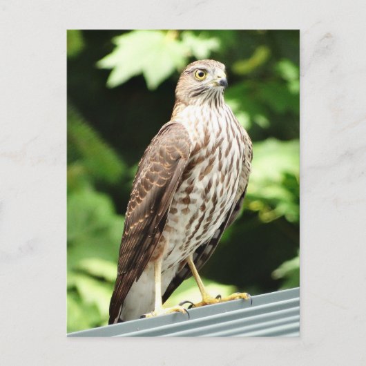 Hawk op het Briefkaart van de Roof (Voorkant)