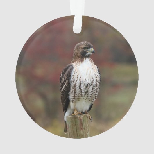 Hawk Ornament (achterkant)