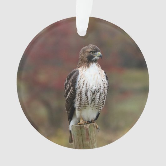 Hawk Ornament (voorkant)