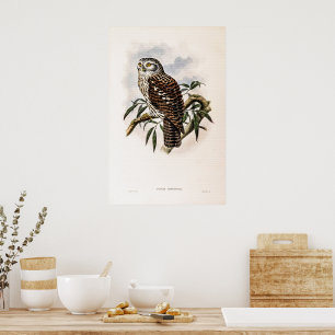 Hawk-Owl beroemd gemaakt door John Gould Poster